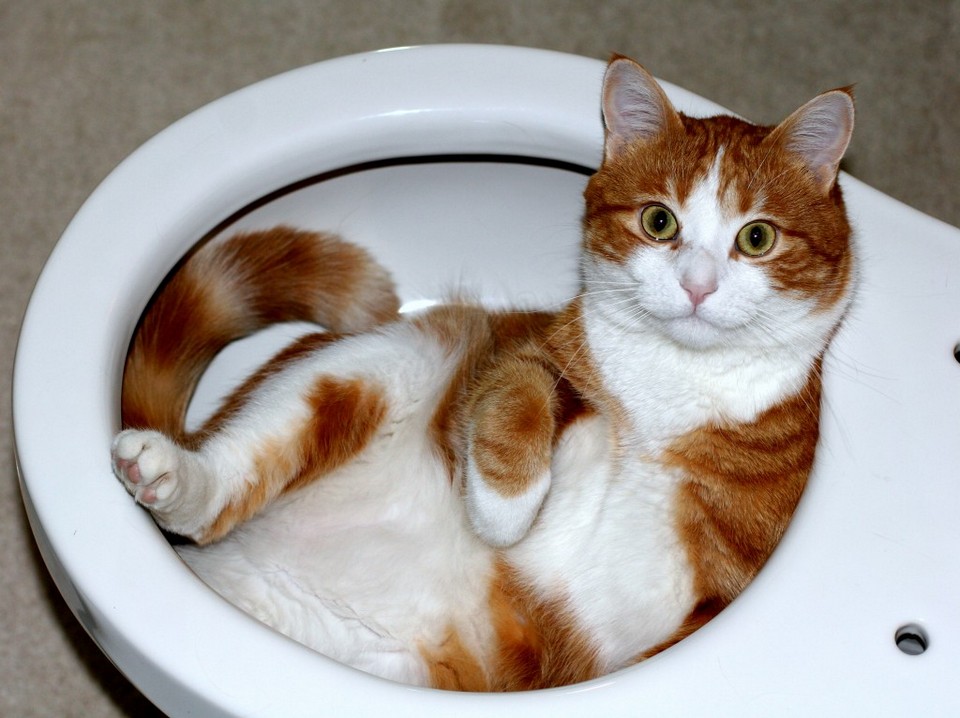 Как приучить котенка к туалету