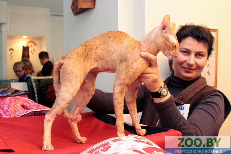 Конкурс фотографий питомцев с выставки кошек на ZOO (3)