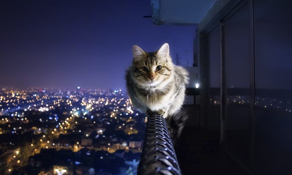 кот на балконе фото (1)